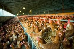 Poultry