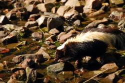 Mammals