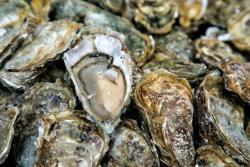 Vibrio parahaemolyticus outbreaks in shellfish 