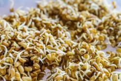 Sprouts