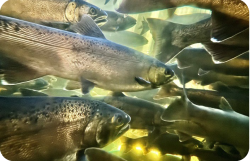 Chemicals of concern - fish