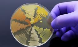 AMR petri dish
