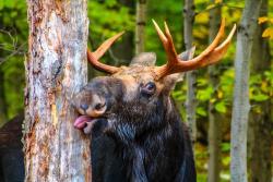 Deer licking tree