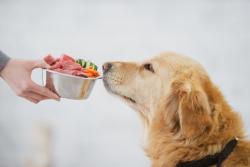 Raw dog food as a vector for resistant pathogens 