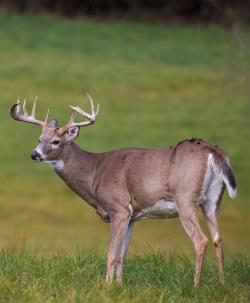 White tail deer