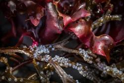 Pacific herring roe