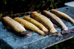 Trout gutting
