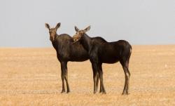 Young moose